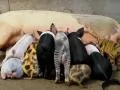 Upgraded pigs