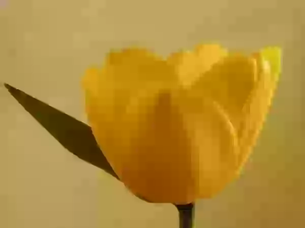 Желтое фото - Цветы