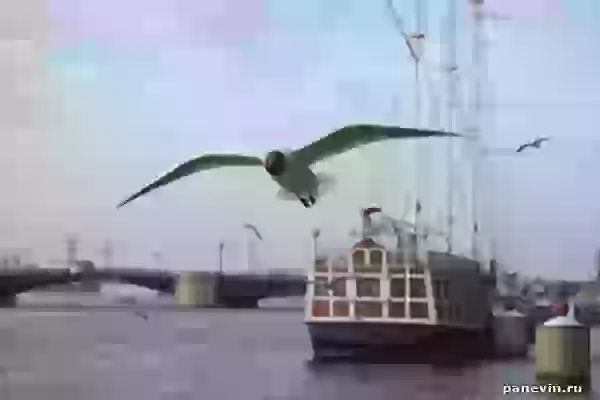 Seagull photo - St.-Petersburg