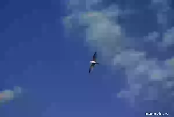 Чайка в небе фото - Природа