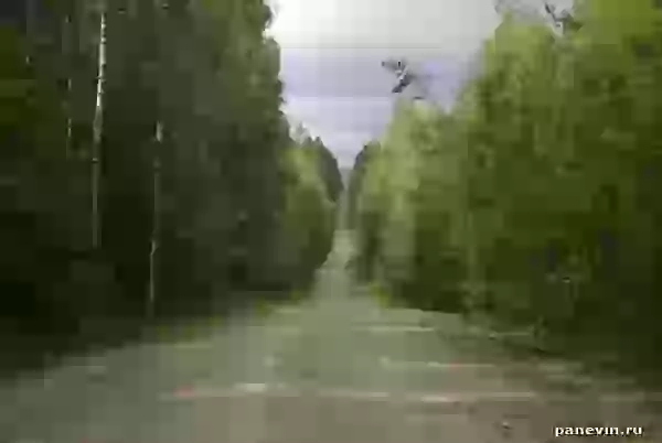 Дорога сквозь лес фото - Карелия