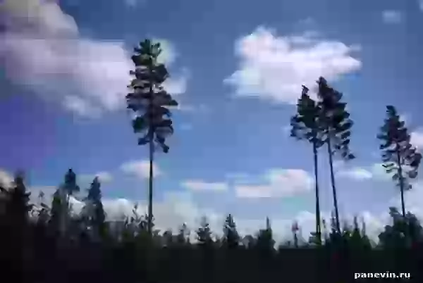Pines photo - Karelia