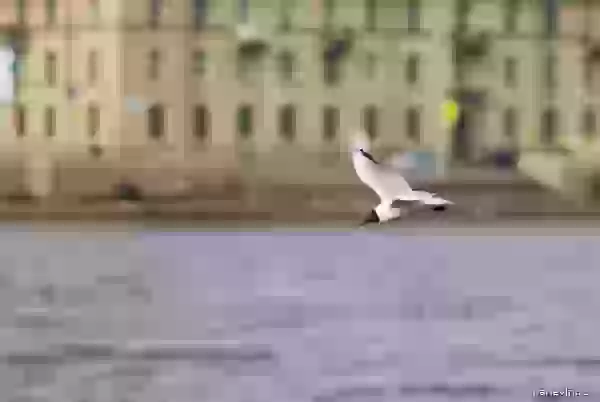 Seagull in flight photo - Nature