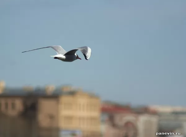 Seagull in flight