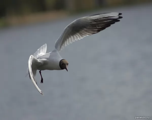 Seagull in flight