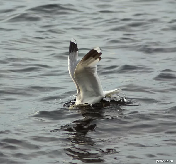 Seagull. Diving :) 