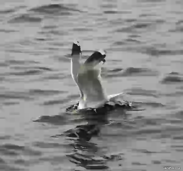 Seagull photo - Nature