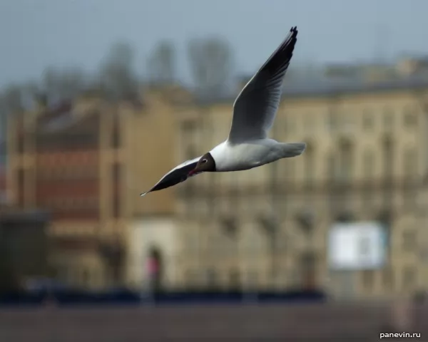Seagull over Neva