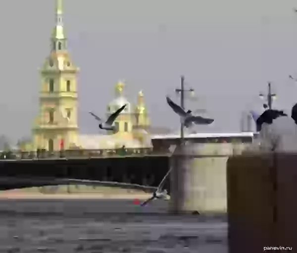 Трио фото - Санкт-Петербург, спб