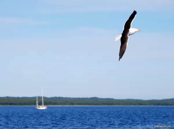 Seagull and the white yacht