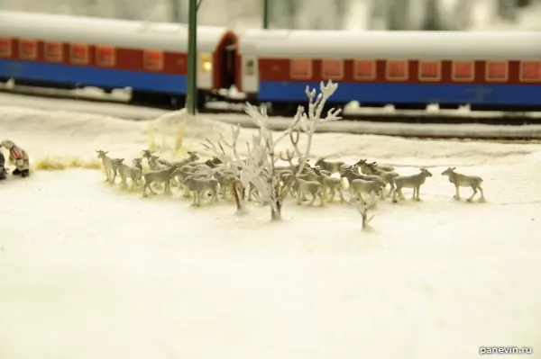 Стадо оленей и пассажирский поезд