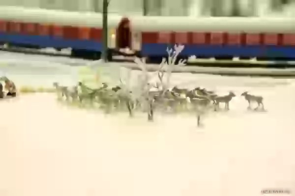 Herd of deer and a passenger train