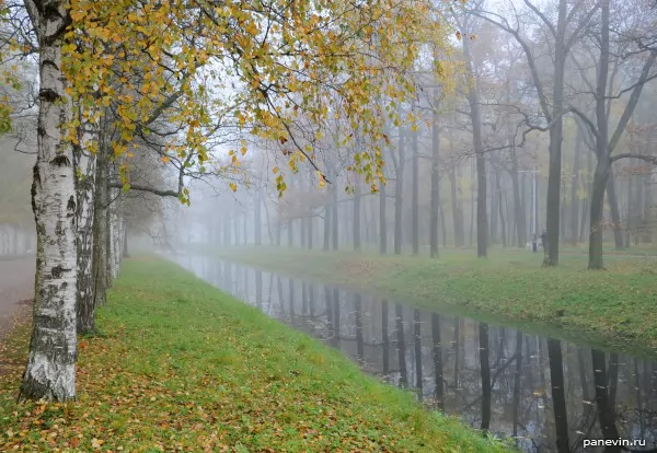 Krestovy channel, birches