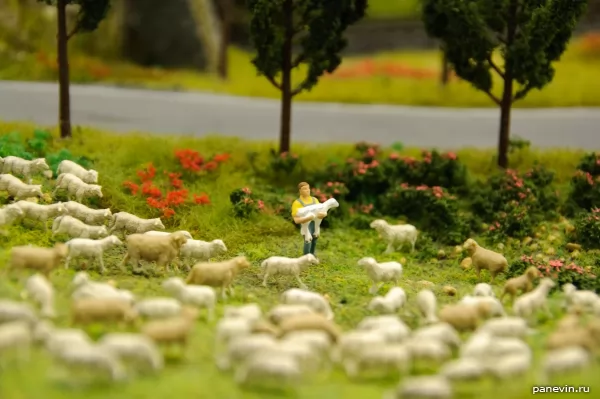 Shepherd and herd of sheep