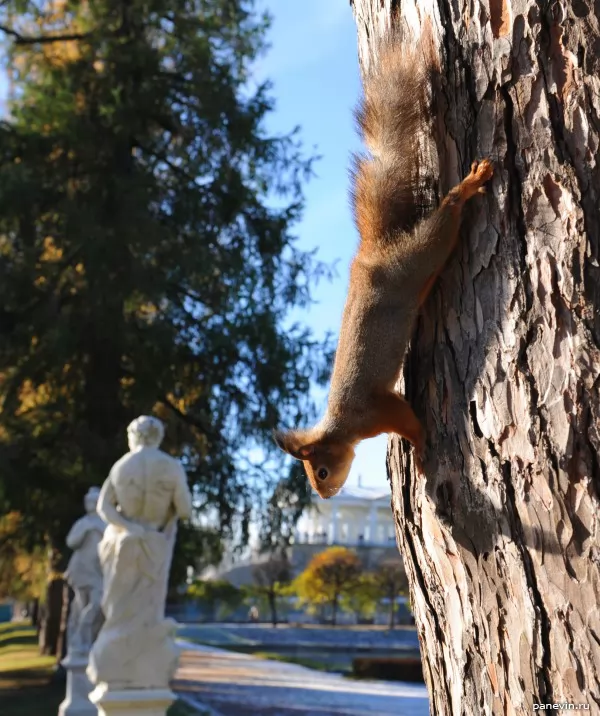 Squirrel on a tree