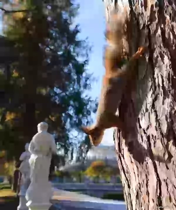 Белка на дереве фото - Природа