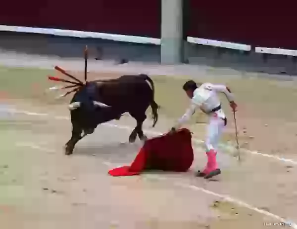 Bull with banderilla and the torero photo - Bullfight (corrida)