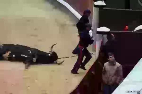 Bull take away in resuscitation photo - Bullfight (corrida)