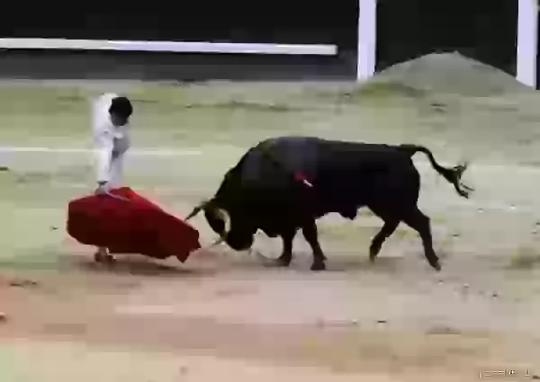 Episode 1 photo - Bullfight (corrida)