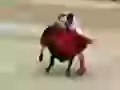 Bullfight, the third stage