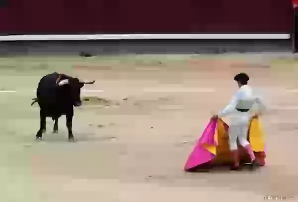 First action of bullfight photo - Bullfight (corrida)
