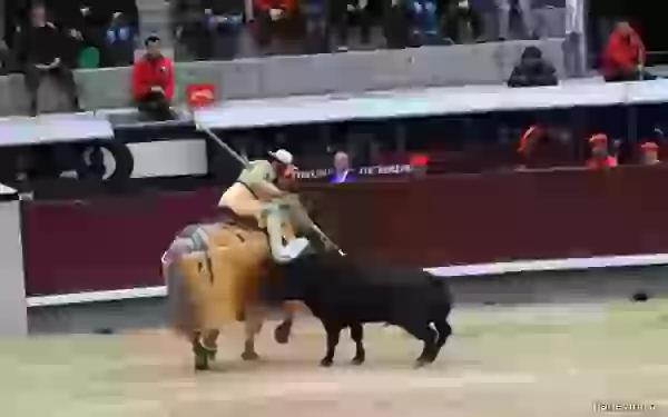 Picador sticks a spear into a bull photo - Bullfight (corrida)