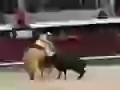 Picador sticks a spear into a bull