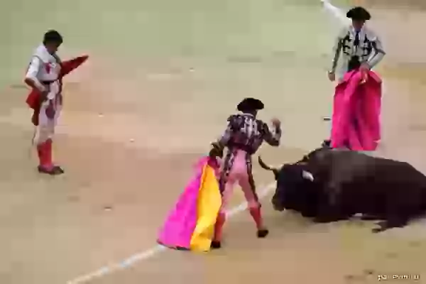 Assistant finishes a bull photo - Bullfight (corrida)