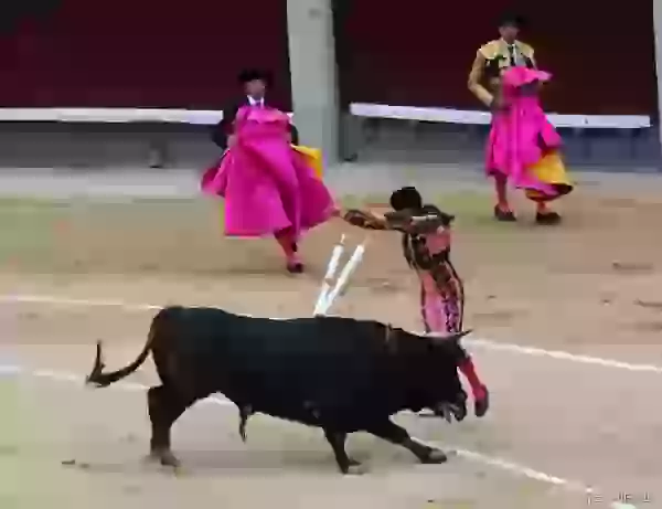 Помощник тореро вонзает в быка бандерильи фото - Коррида