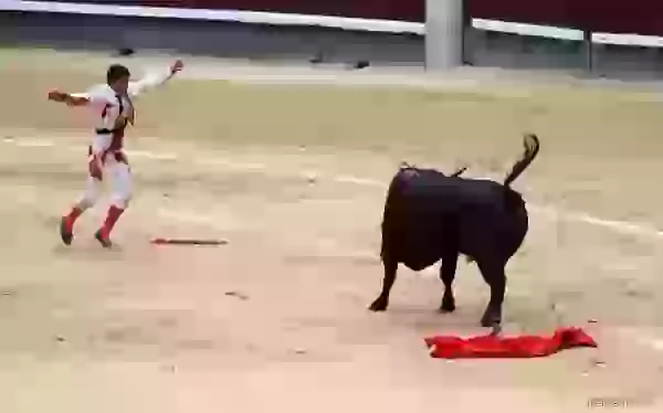 Celebration of the torero photo - Bullfight (corrida)