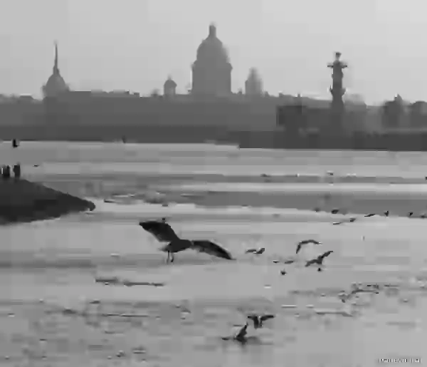 Seagulls over Neva