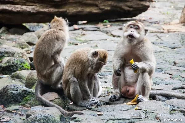 Monkeys, photo — Mauritius