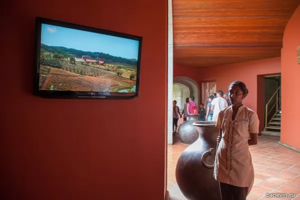 Factory on manufacture of rum«Shamarel». The guide tells about sugar cane gathering