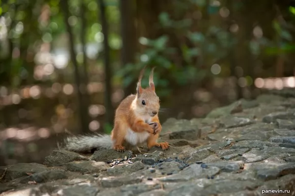 Squirrel in park of the Vorontsovsky palace