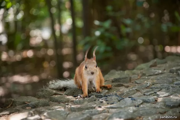 Squirrel in park of the Vorontsovsky palace