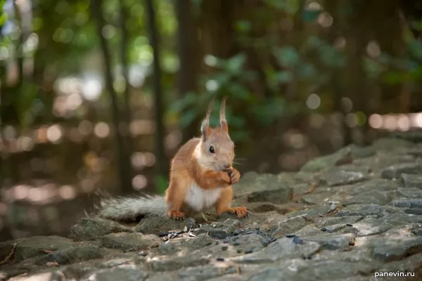 Squirrel in park of the Vorontsovsky palace