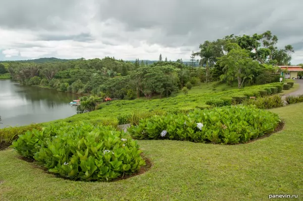 Tea plantation