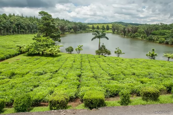 Tea plantation, photo — Mauritius