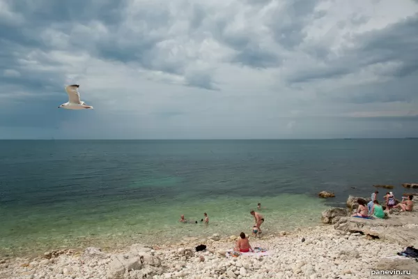 Black sea, a seagull