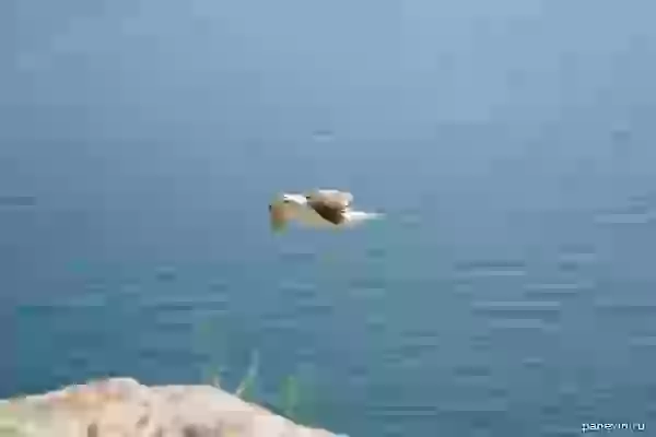 Черноморская чайка
