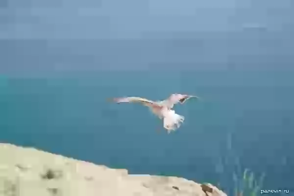 Black Sea seagull