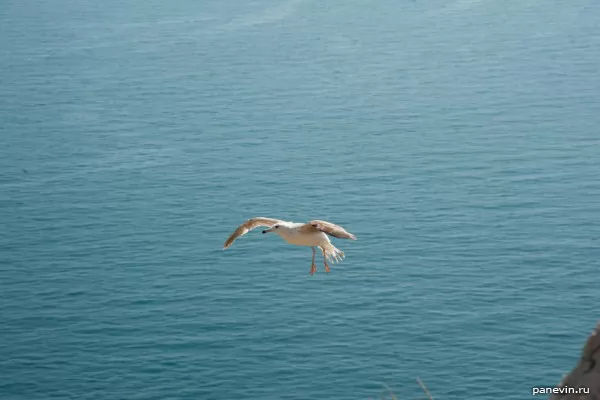 Черноморская чайка