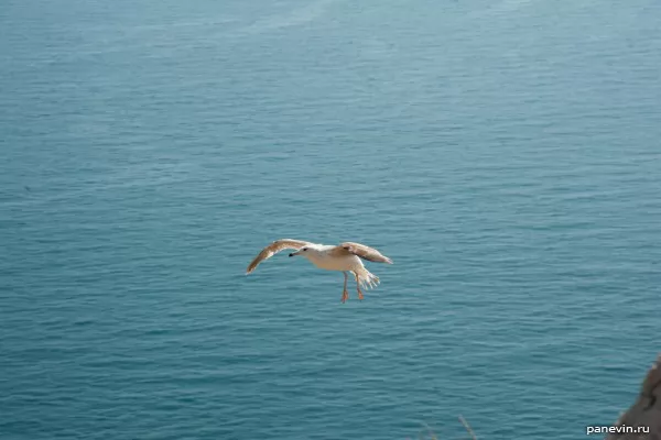 Black Sea seagull