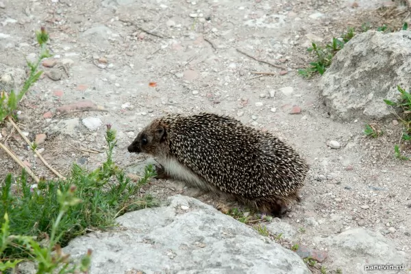 Hedgehog, photo — Nature of Crimea