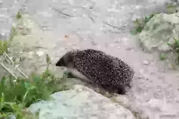Hedgehog photo - Nature of Crimea
