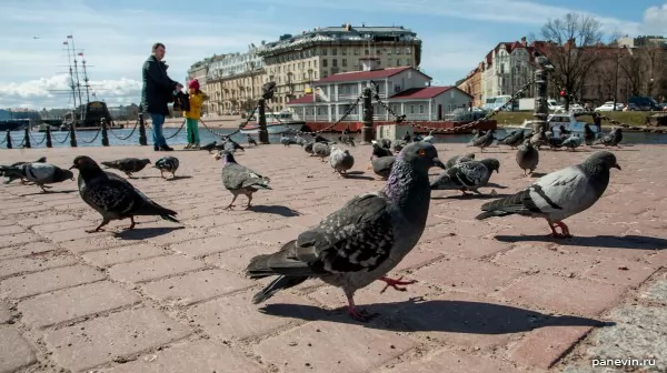 Pigeons