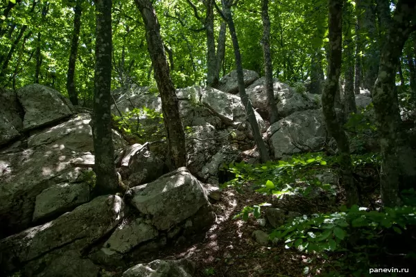 Лес и камни фото - Природа Крыма