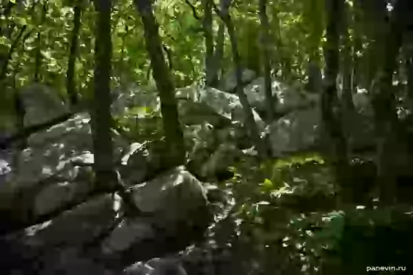 Forest and stones photo - Nature of Crimea