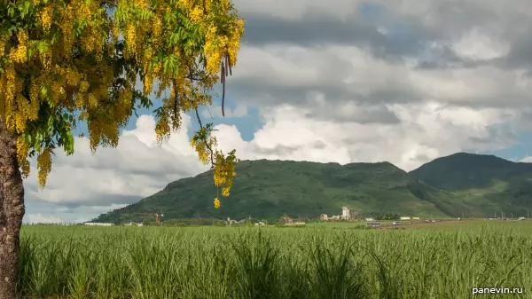 Sugar cane and mountain