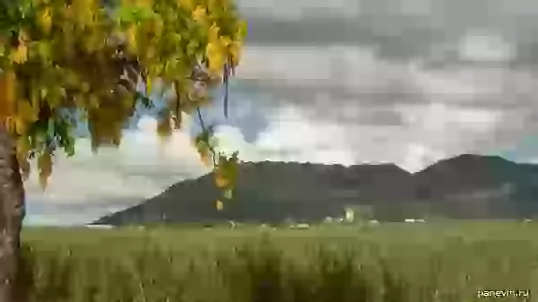 Сахарный тростник и гора фото - Маврикий